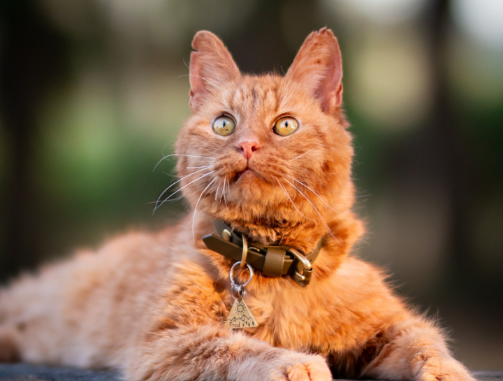 Heartfelt Veterinary Hospital Veterinary Forms